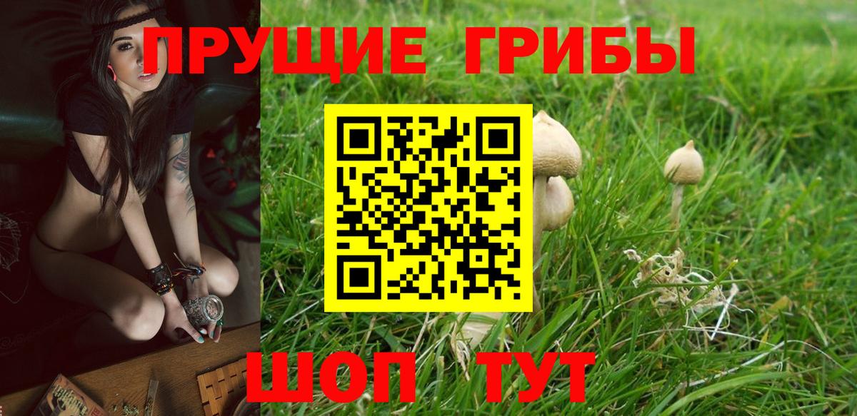 Тара  Галлюциногенные грибы прущие грибы  Вход с VPN  Галлюциногенные грибы Cubensis 